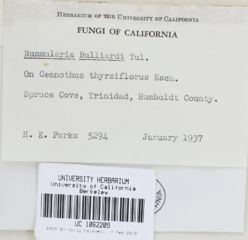 Biscogniauxia nummularia image