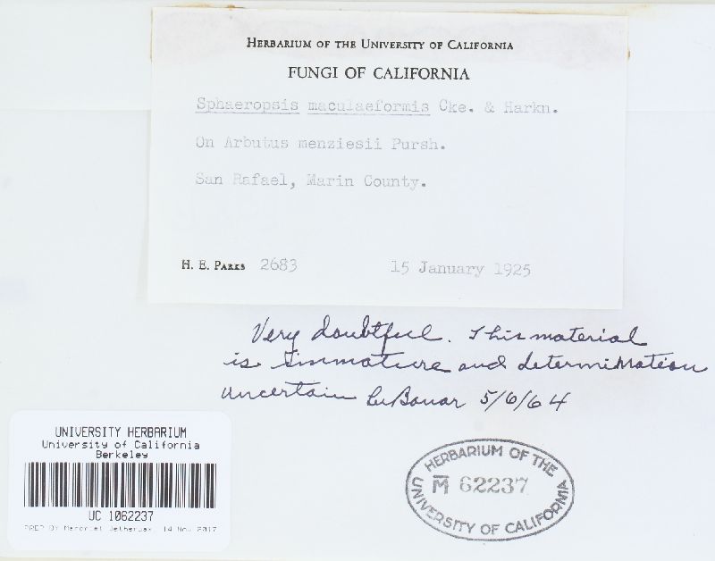 Coleophoma maculiformis image