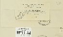 Puccinia coronata image