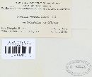 Puccinia veratri image