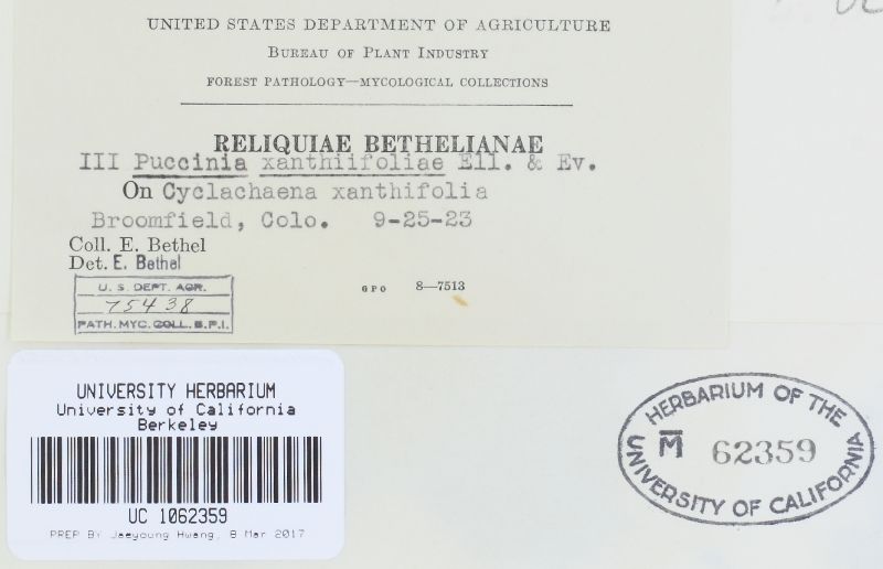 Puccinia xanthifoliae image