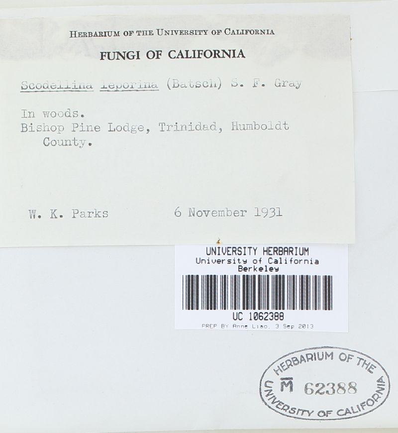 Otidea leporina image