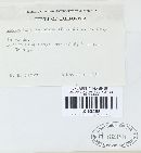 Otidea leporina image