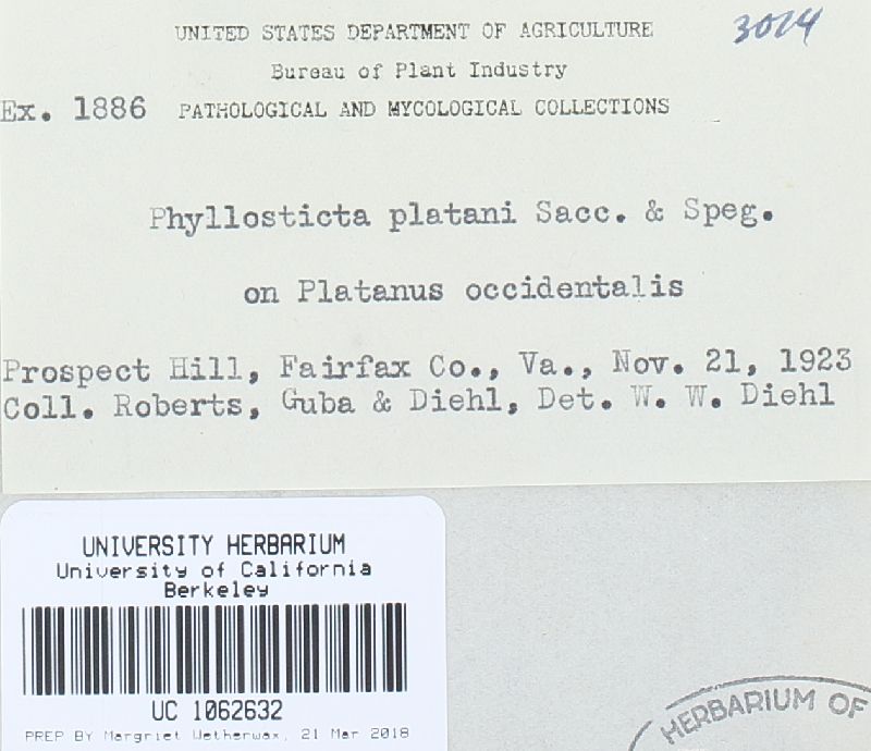 Phyllosticta platani image
