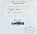Trichaptum abietinum image