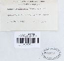 Trichaptum abietinum image