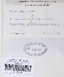 Pithya vulgaris image