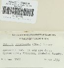 Cheilymenia fimicola image