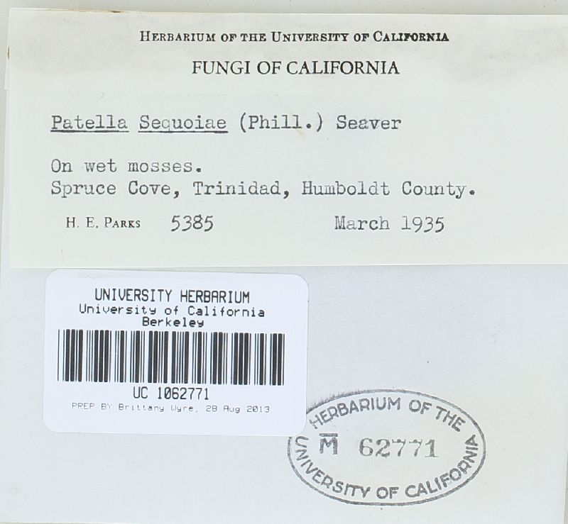 Wilcoxina sequoia image