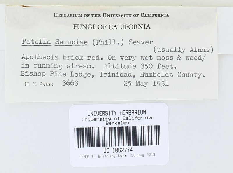 Wilcoxina sequoia image