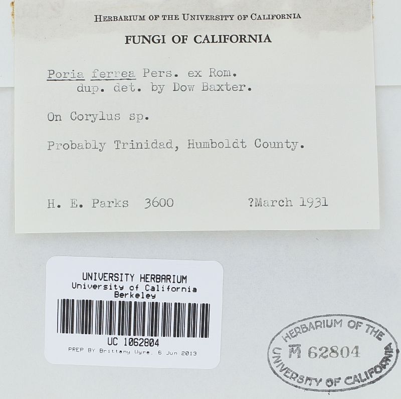 Fuscoporia ferrea image