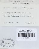 Diplocarpon earlianum image
