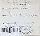 Mollisia cinerea image