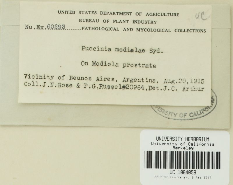 Puccinia modiolae image