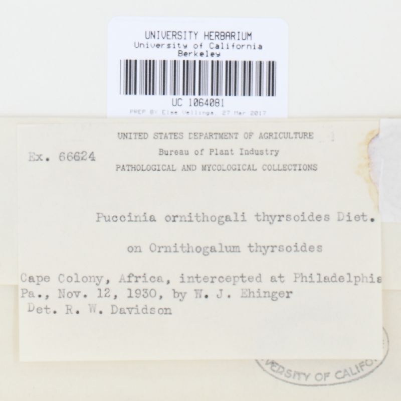 Puccinia ornithogali-thyrsoides image