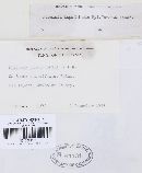 Puccinia lapathicola image