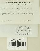 Puccinia caricina var. caricina image