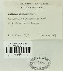 Puccinia graminis image