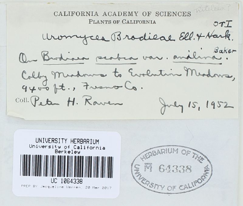 Uromyces brodiaeae image