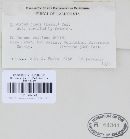 Stegocintractia junci image