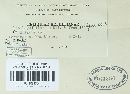 Ustilago vilfae image