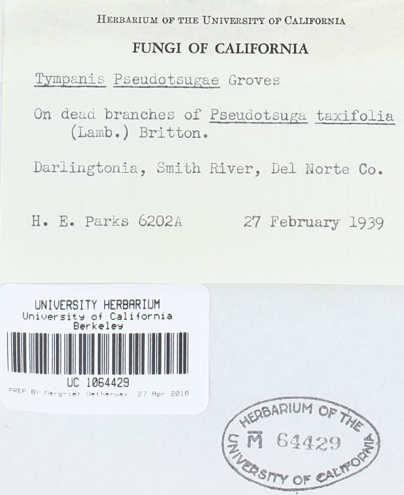 Tympanis pseudotsugae image