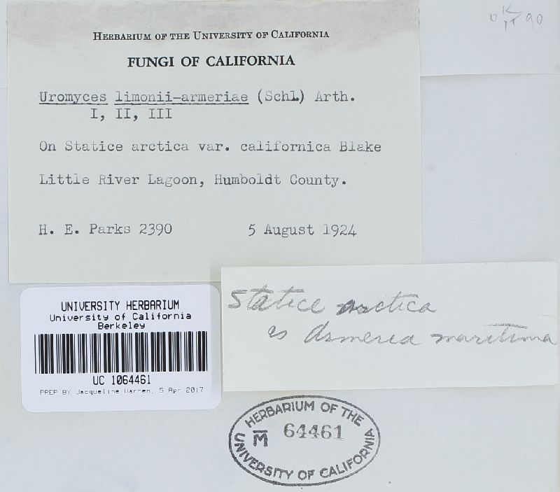 Uromyces limonii var. armeriae image