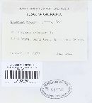 Uromyces polygoni-avicularis image