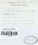 Nipterella parksii image