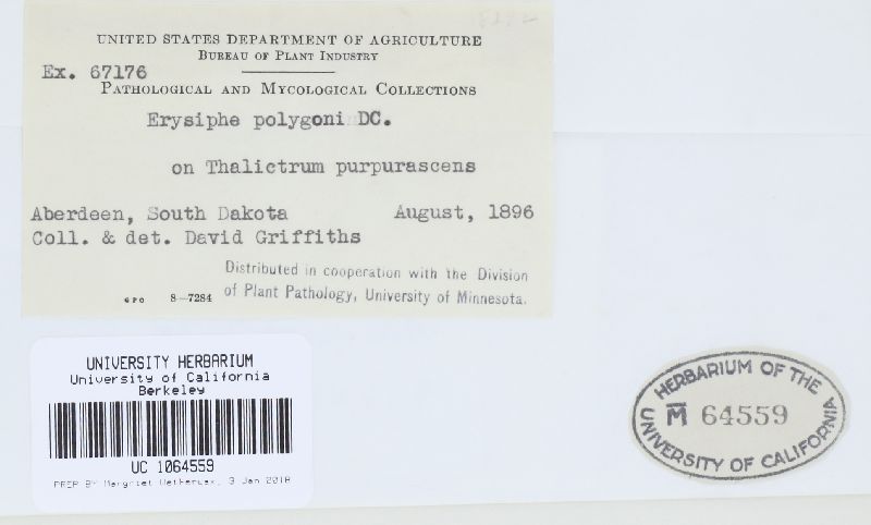 Erysiphe aquilegiae image