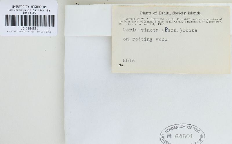Rigidoporus vinctus image