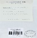 Puccinia recondita image