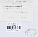 Puccinia recondita image