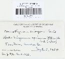 Coniothyrium eriogoni image