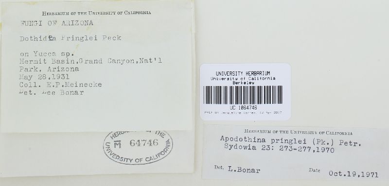 Apodothina pringlei image