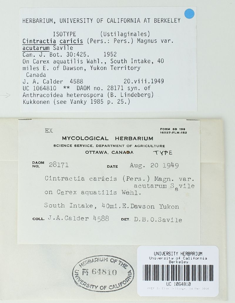 Cintractia caricis var. acutarum image