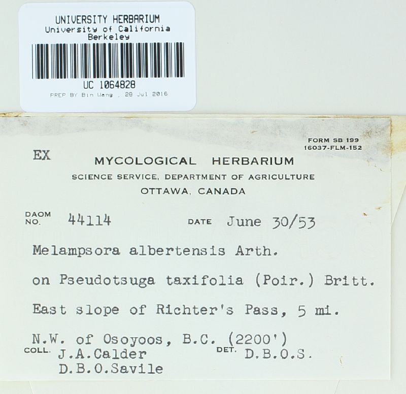 Melampsora medusae image