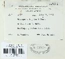 Melampsora paradoxa image