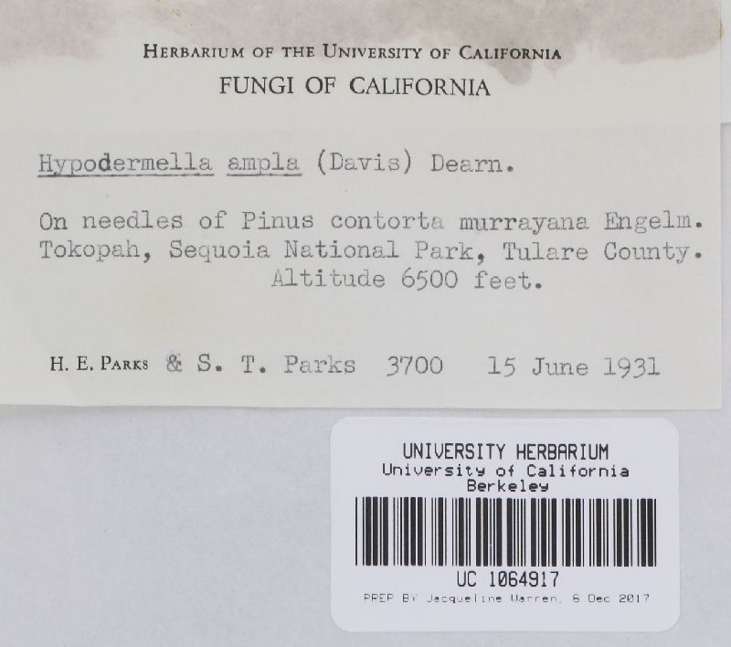 Davisomycella ampla image