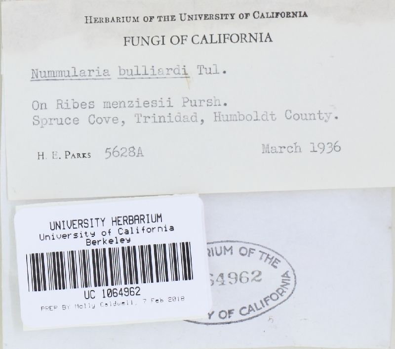 Biscogniauxia nummularia image