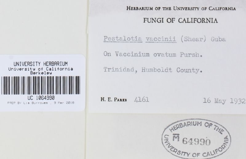 Pestalotia vaccinii image