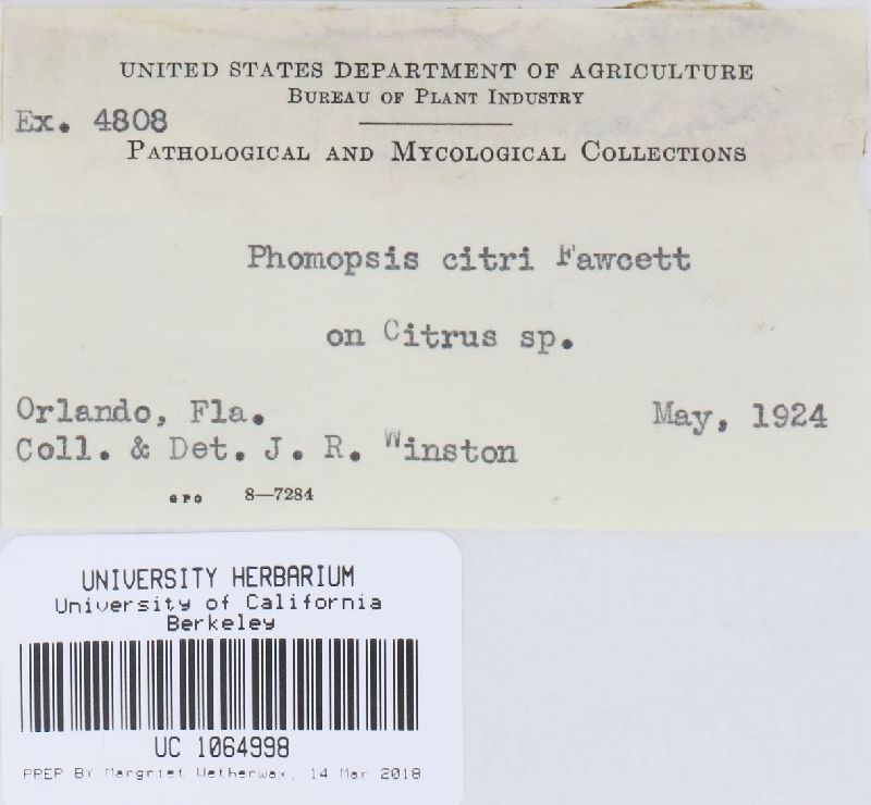 Phomopsis image