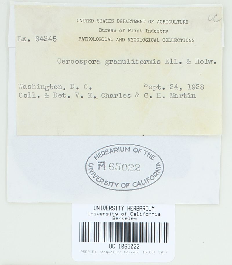 Cercospora granuliformis image