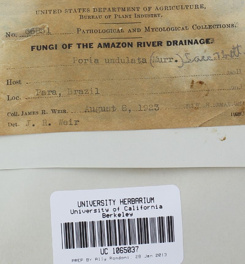 Phellinus undulatus image