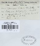 Uromyces viciae-fabae var. viciae-fabae image