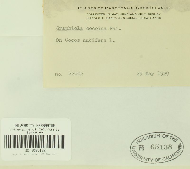 Graphiola cocoina image