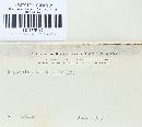 Dacryopinax spathularia image