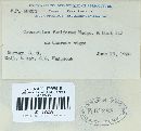 Cronartium quercuum image
