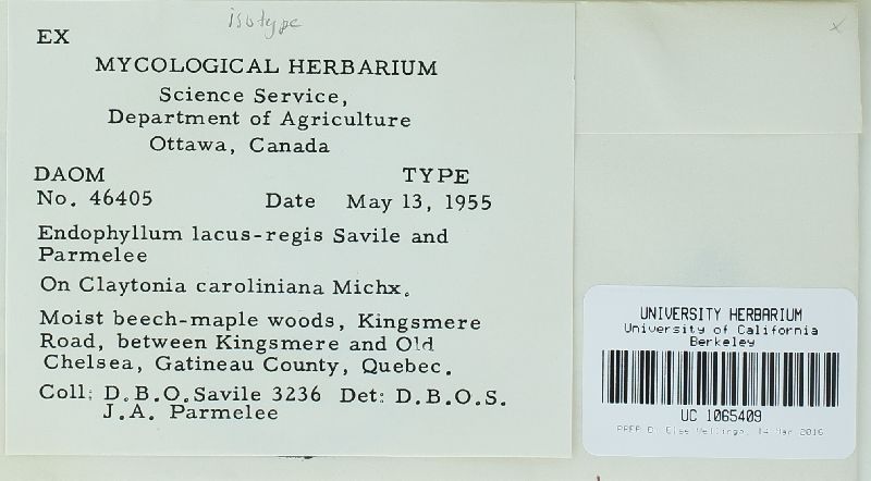 Endophyllum lacus-regis image