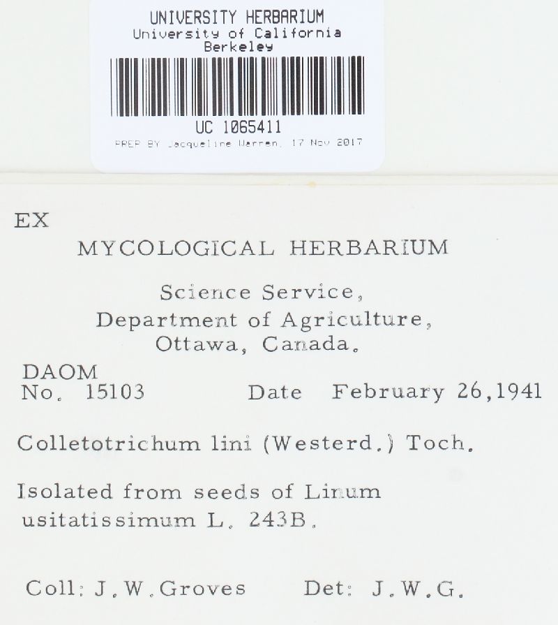 Colletotrichum linicola image